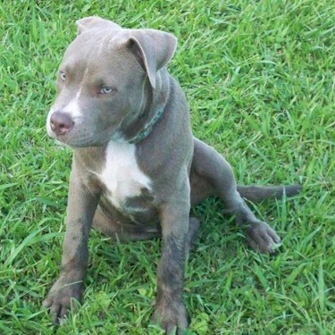 Gallaghers Titan The Lighter Shade Of Gray Pit Bull.jpg